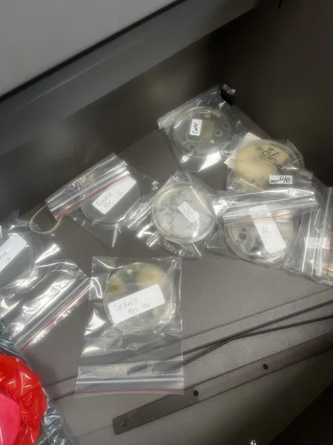 A labeled round sample dish enclosed in a clear plastic bag; dark patches are visible in the dish. The collection does not explain the test or its findings.