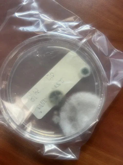 A labeled round sample dish enclosed in a clear plastic bag; dark patches are visible in the dish. The collection does not explain the test or its findings. Alternate view 6.