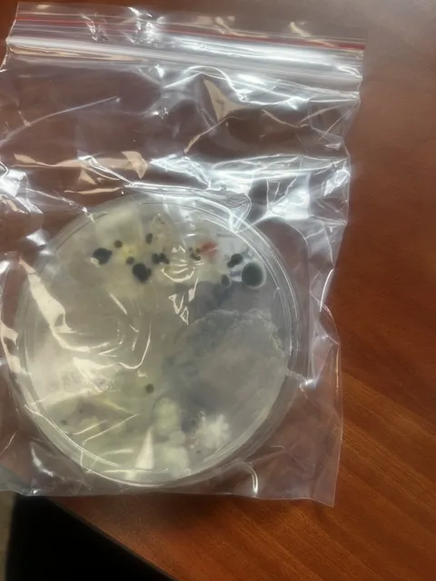 A labeled round sample dish enclosed in a clear plastic bag; dark patches are visible in the dish. The collection does not explain the test or its findings. Alternate view 8.