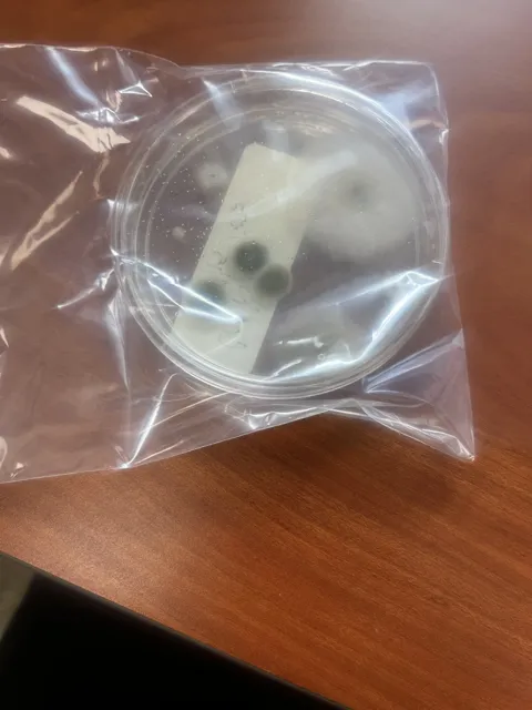 A labeled round sample dish enclosed in a clear plastic bag; dark patches are visible in the dish. The collection does not explain the test or its findings. Alternate view 12.